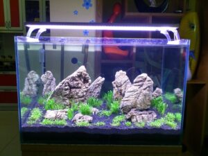 Địa chỉ bán bể cá cảnh đẹp giá rẻ ở Hà Nội