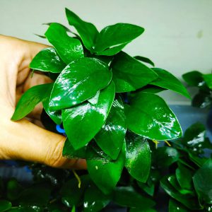 Những kiến thức thú vị xung quanh cây ráy thủy sinh